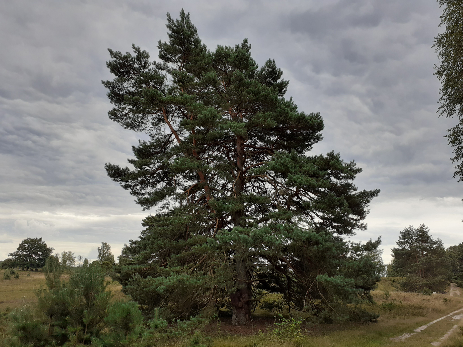 Pinus sylvestris - bei Hof Sudermühlen - Aug. 2021