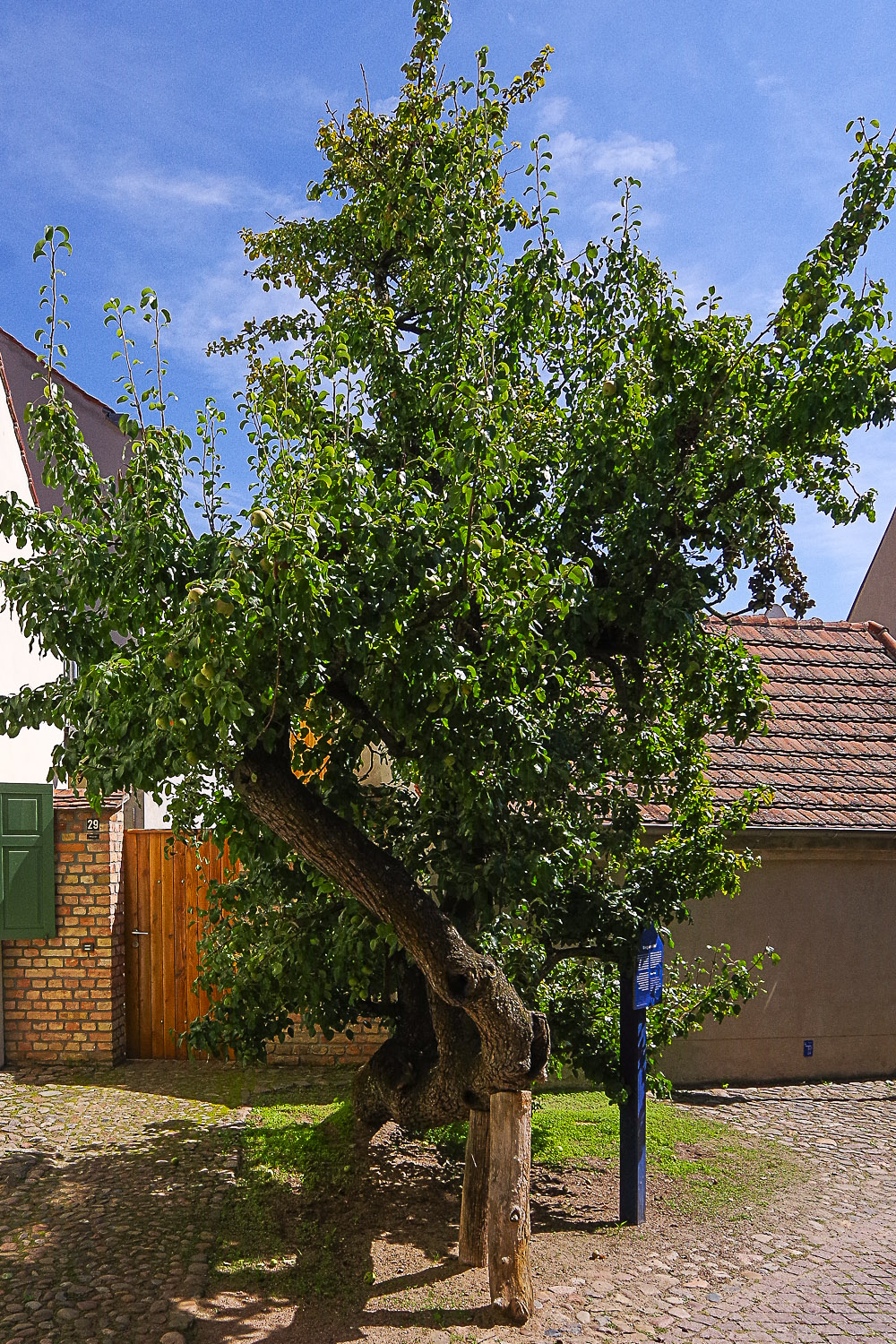Pyrus communis 'Rote Bergamotte' - Werder (Havel) - August 2023