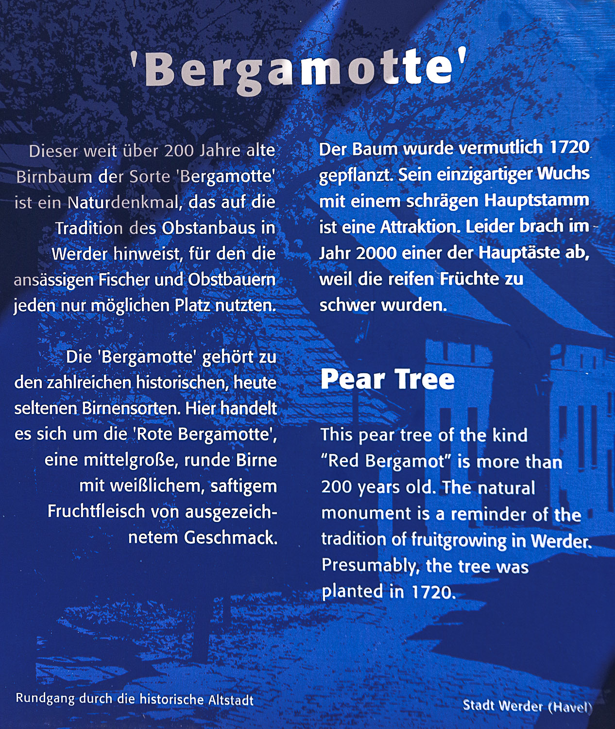 Pyrus communis 'Rote Bergamotte' - Werder (Havel) - August 2023