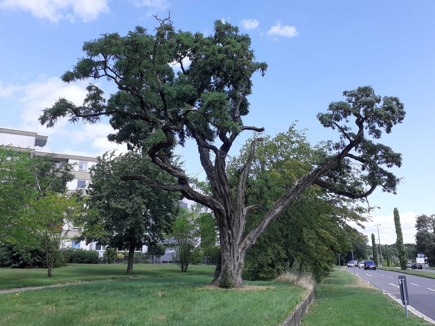 Robinia pseudoacacia - Wolfsburg - Juli 2023