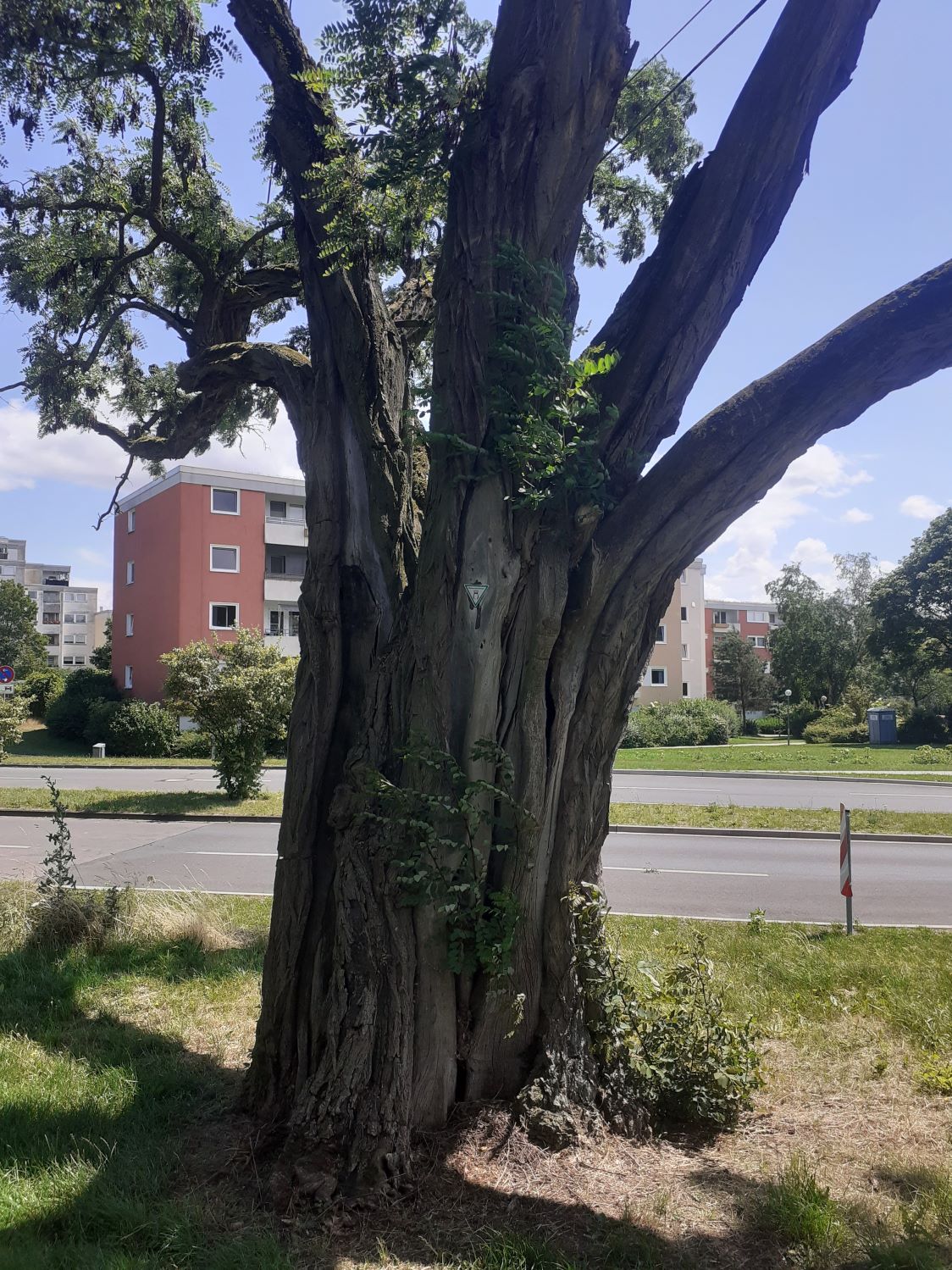 Robinia pseudoacacia - Wolfsburg - Juli 2023