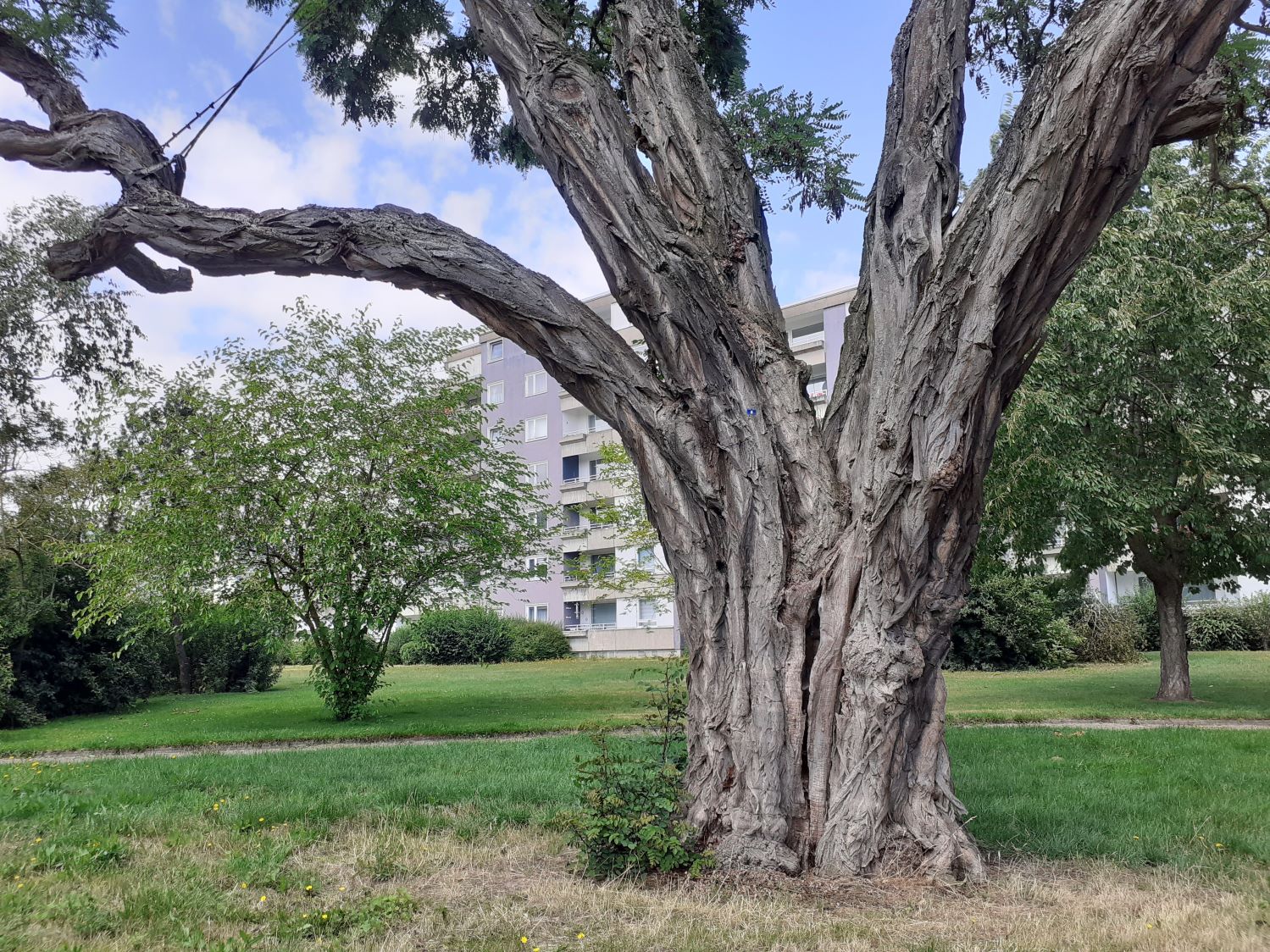Robinia pseudoacacia - Wolfsburg - Juli 2023