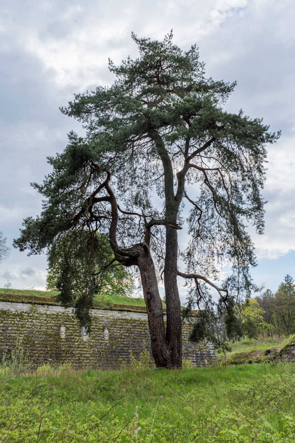 Pinus sylvestris - Kronach - Mai 2023