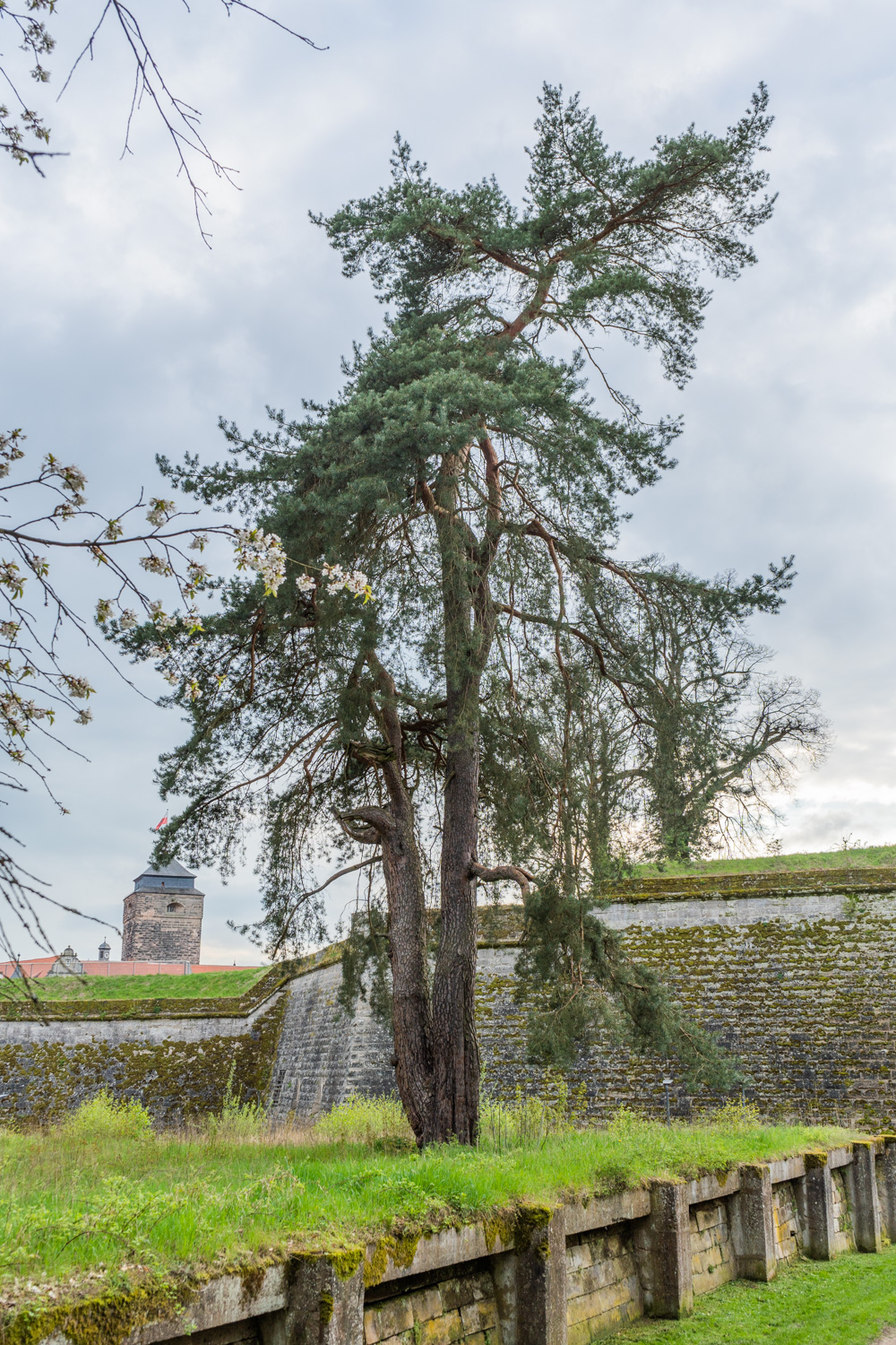 Pinus sylvestris - Kronach - Mai 2023