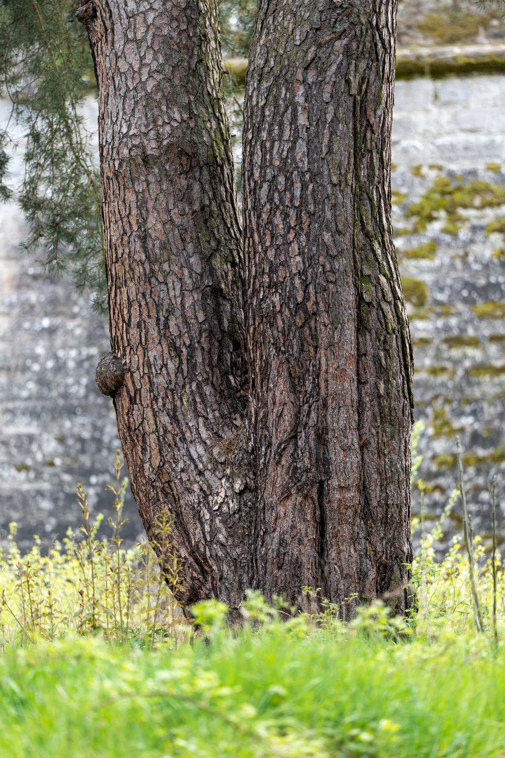 Pinus sylvestris - Kronach - Mai 2023