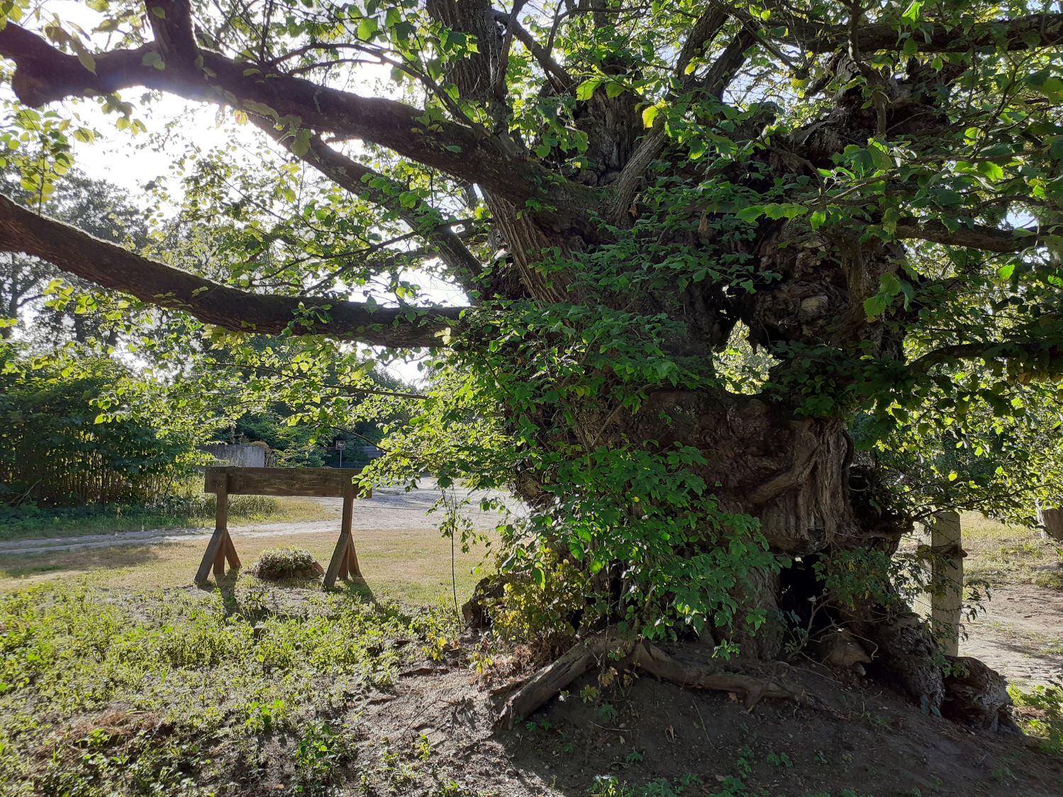 Ulmus laevis - Bleckede-Nindorf - Juli 2022