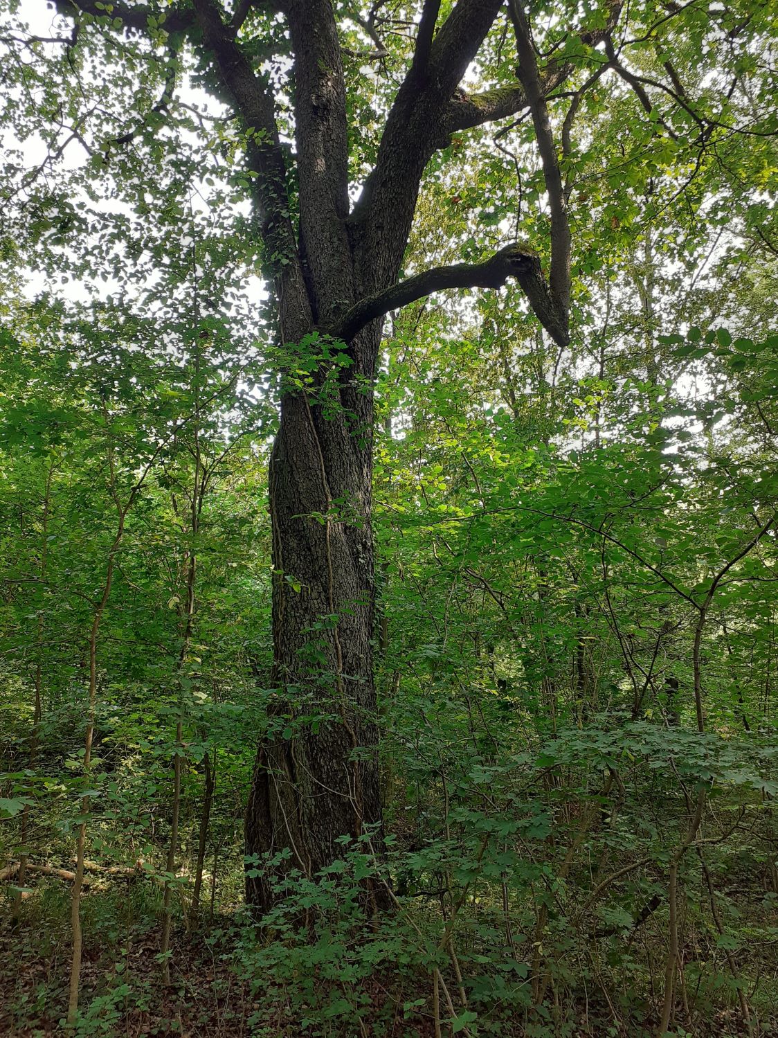 Sorbus torminalis - Liebenburg-Dörnten - August 2023