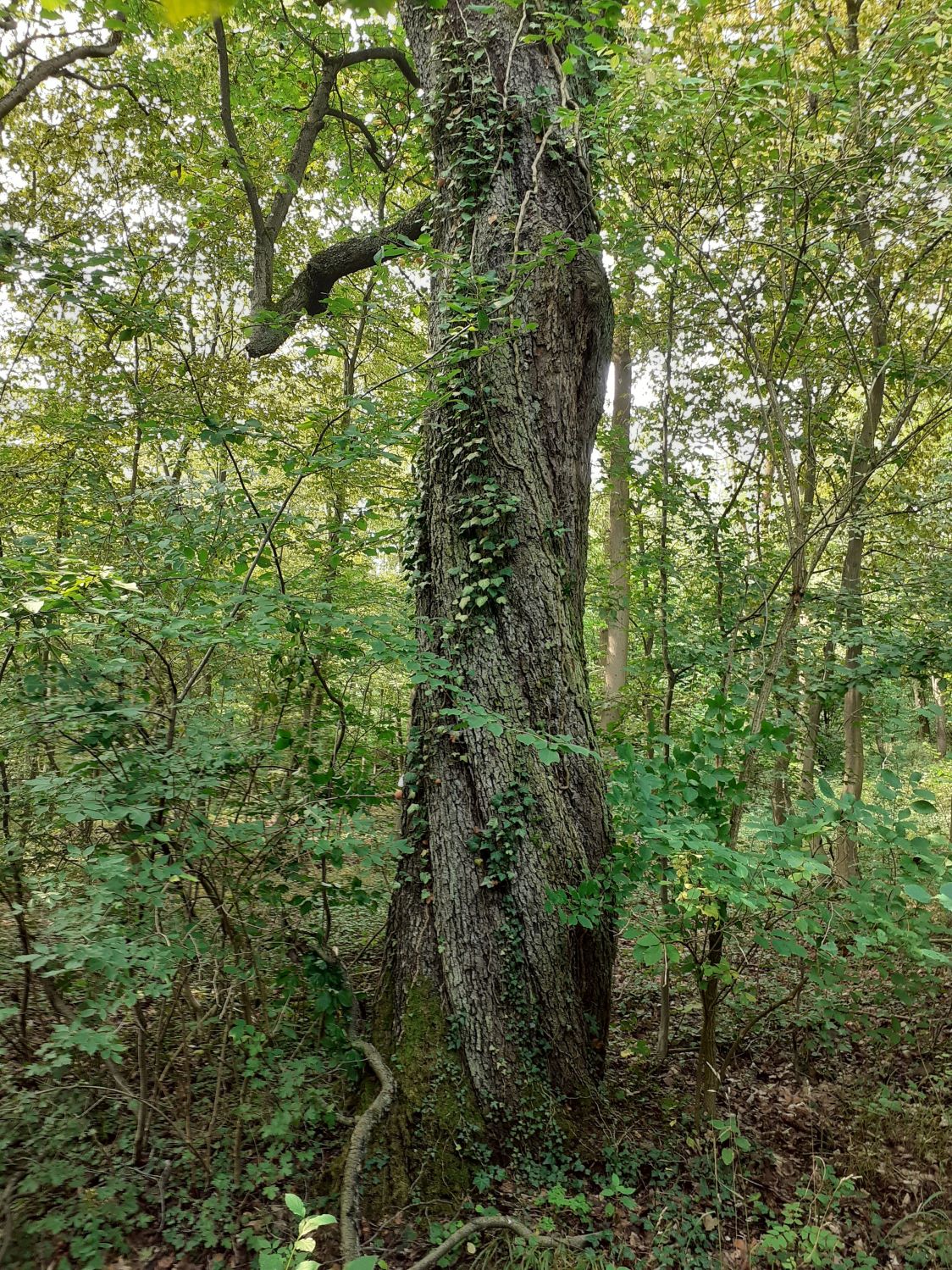 Sorbus torminalis - Liebenburg-Dörnten - August 2023
