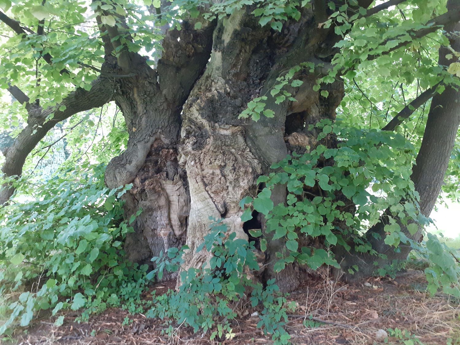 Tilia platyphyllos - Celle-Lüttgenrode (August 2023)