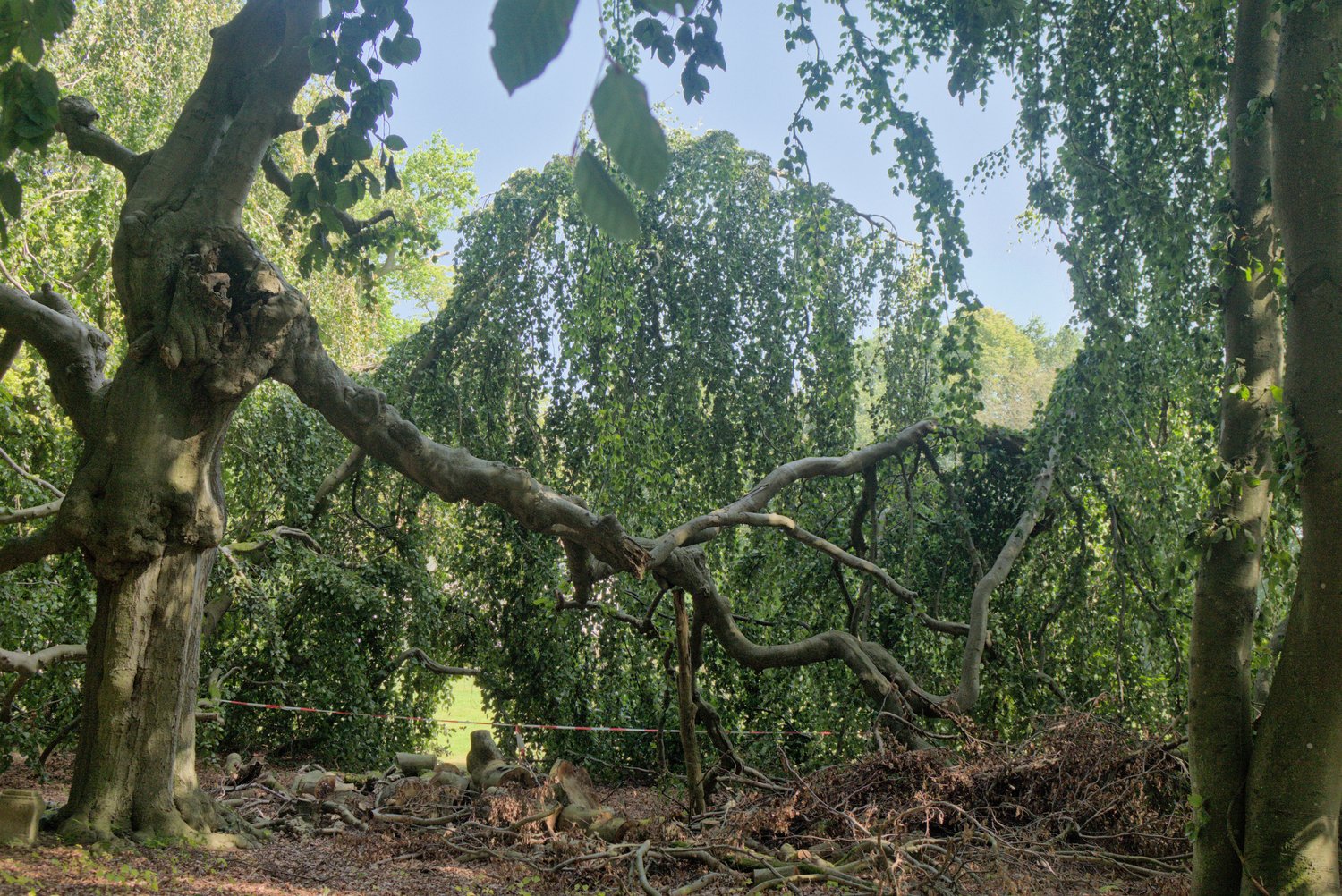 Fagus sylvatica var. Suentelensis - Barendorf - September 2023