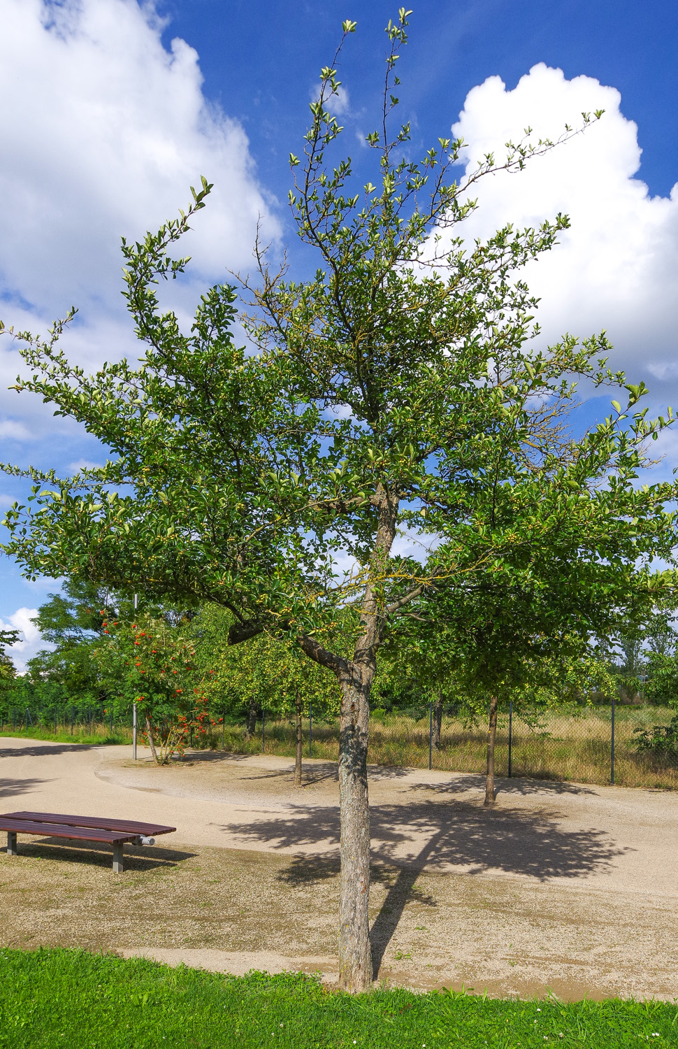 Crataegus × persimilis 'Prunifolia' - Potsdam-Bornstedt - August 2023