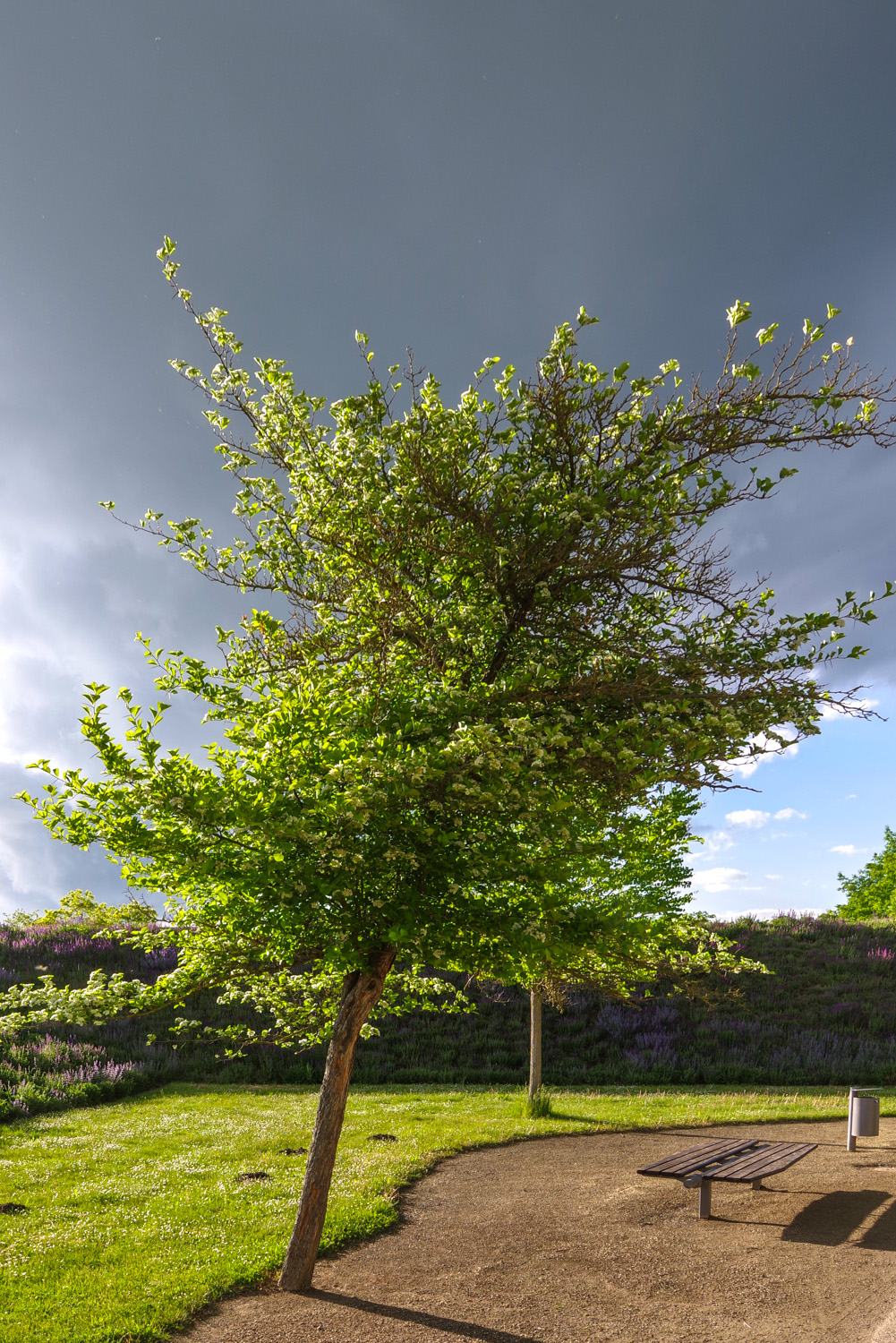 Crataegus × persimilis 'Prunifolia' - Potsdam-Bornstedt - August 2023