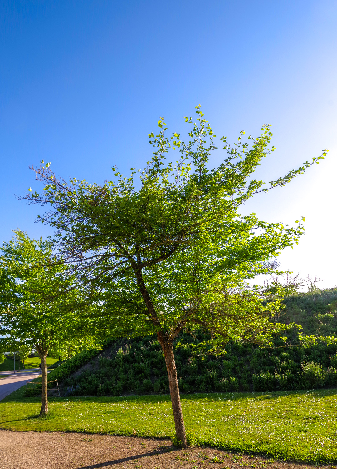 Crataegus × persimilis 'Prunifolia' - Potsdam-Bornstedt - August 2023