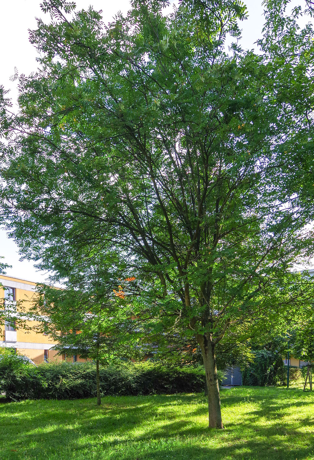 Sorbus aucuparia 'Xanthocarpa' - Potsdam-Innenstadt - August 2023