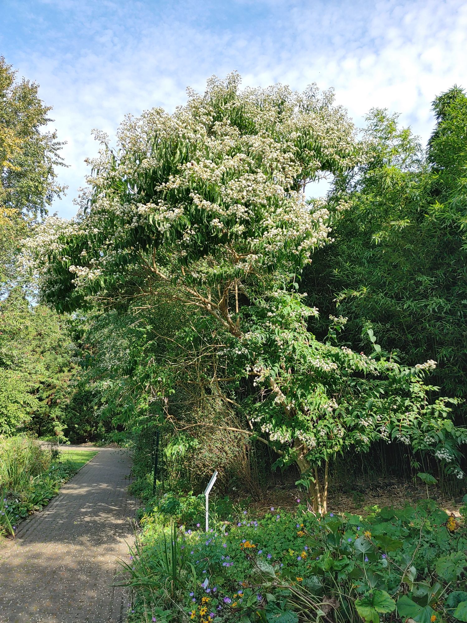 Heptacodium miconioides - Kiel-Ravensberg - Sept. 2023