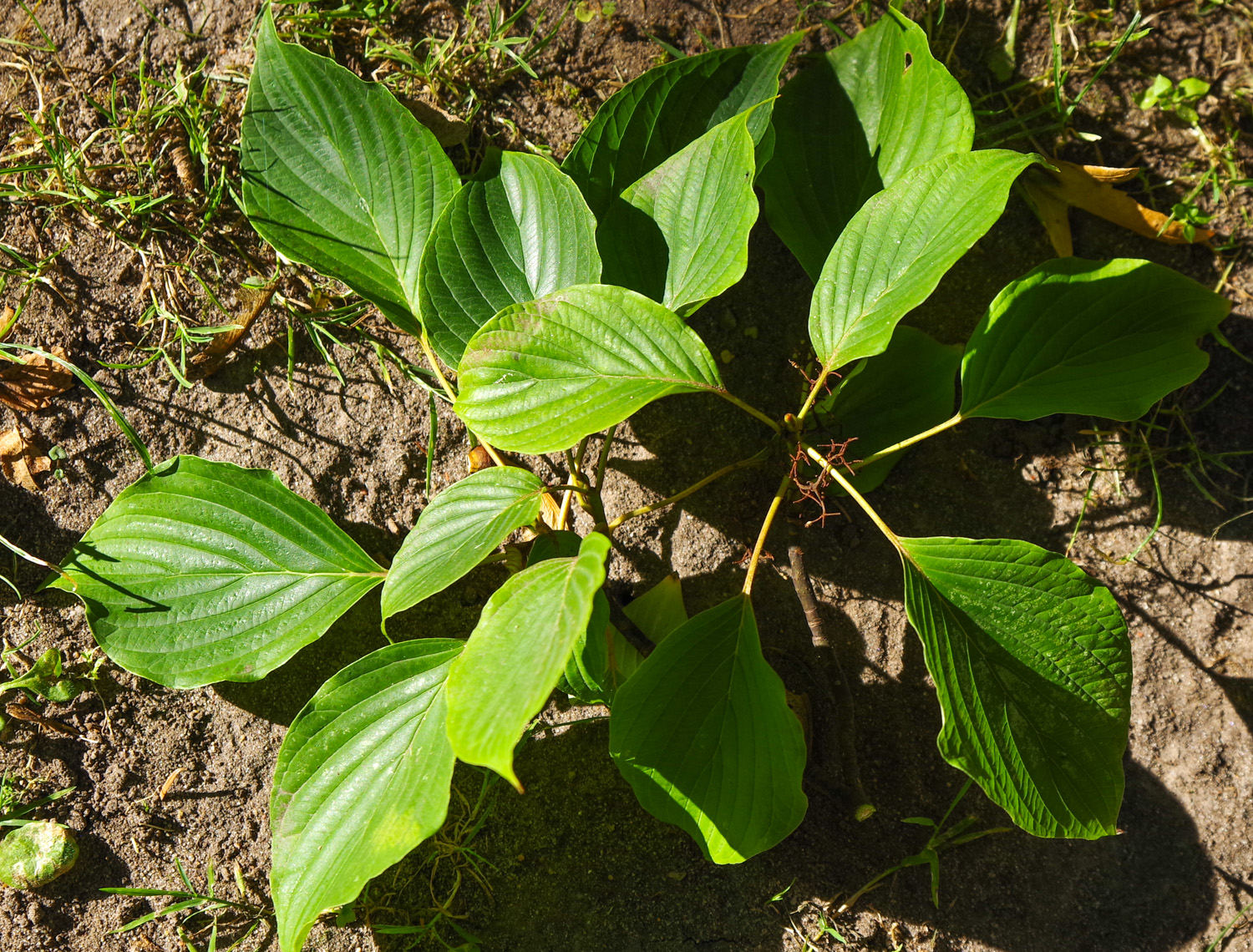 Cornus controversa - Berlin-Tempelhof - September 2023