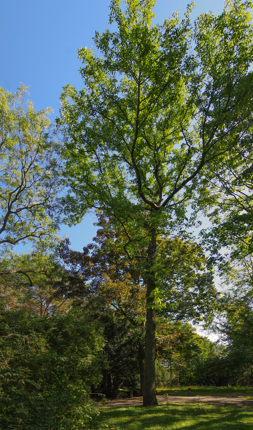 Fraxinus pennsylvanica - Berlin-Tempelhof - September 2023
