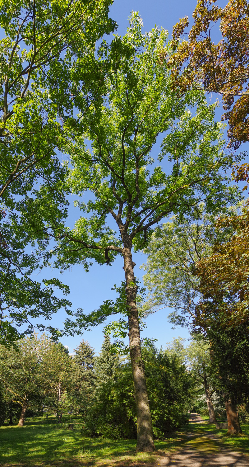 Fraxinus pennsylvanica - Berlin-Tempelhof - September 2023