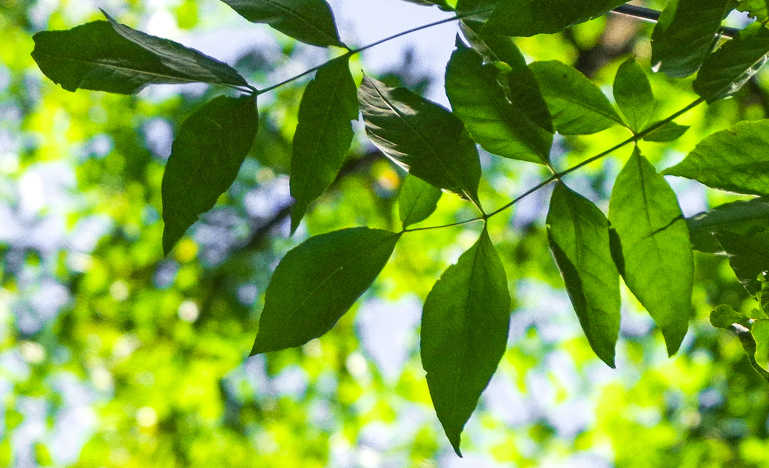 Fraxinus pennsylvanica - Berlin-Tempelhof - September 2023