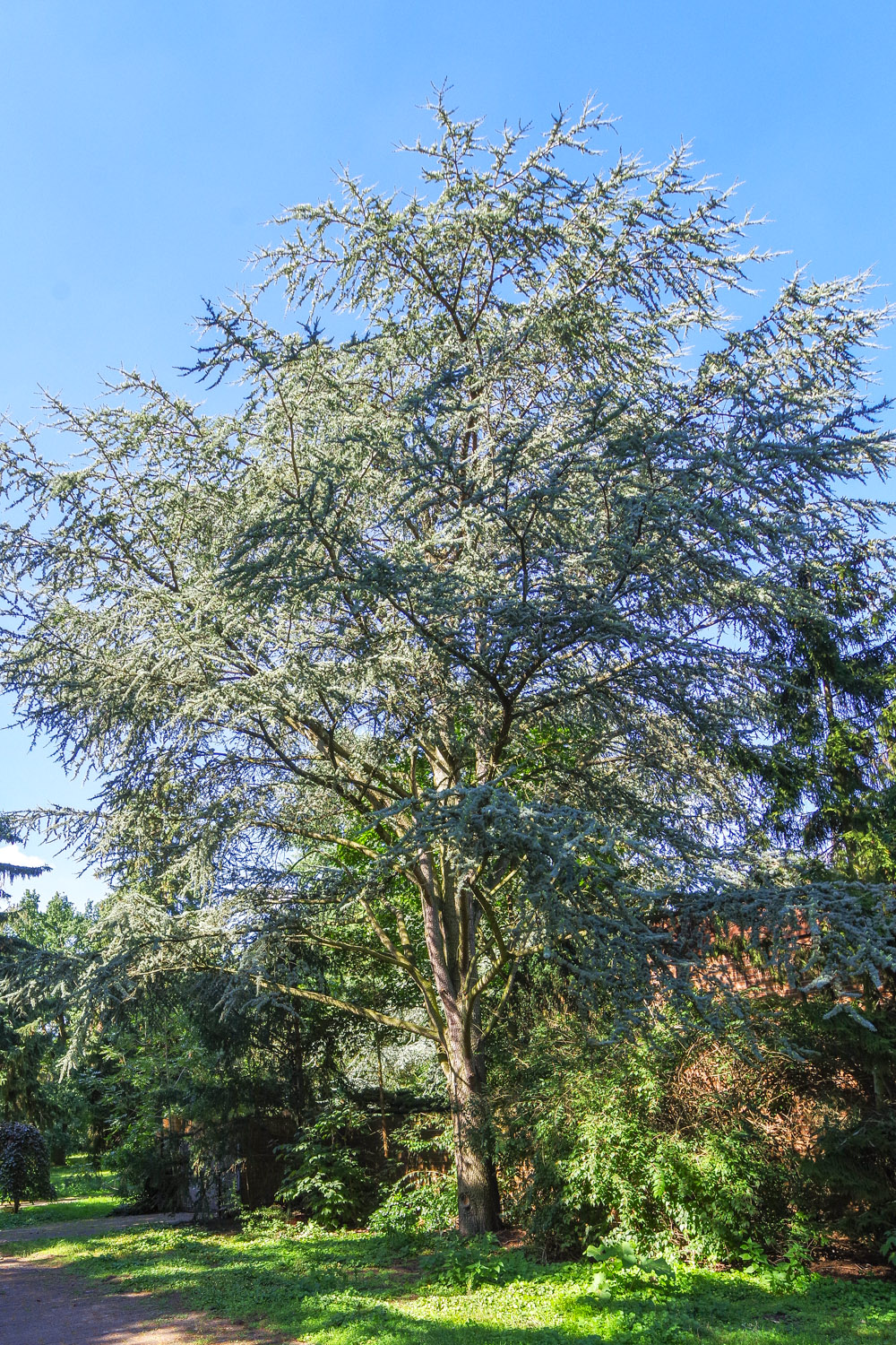 Cedrus atlantica 'Glauca' - Berlin-Tempelhof - September 2023