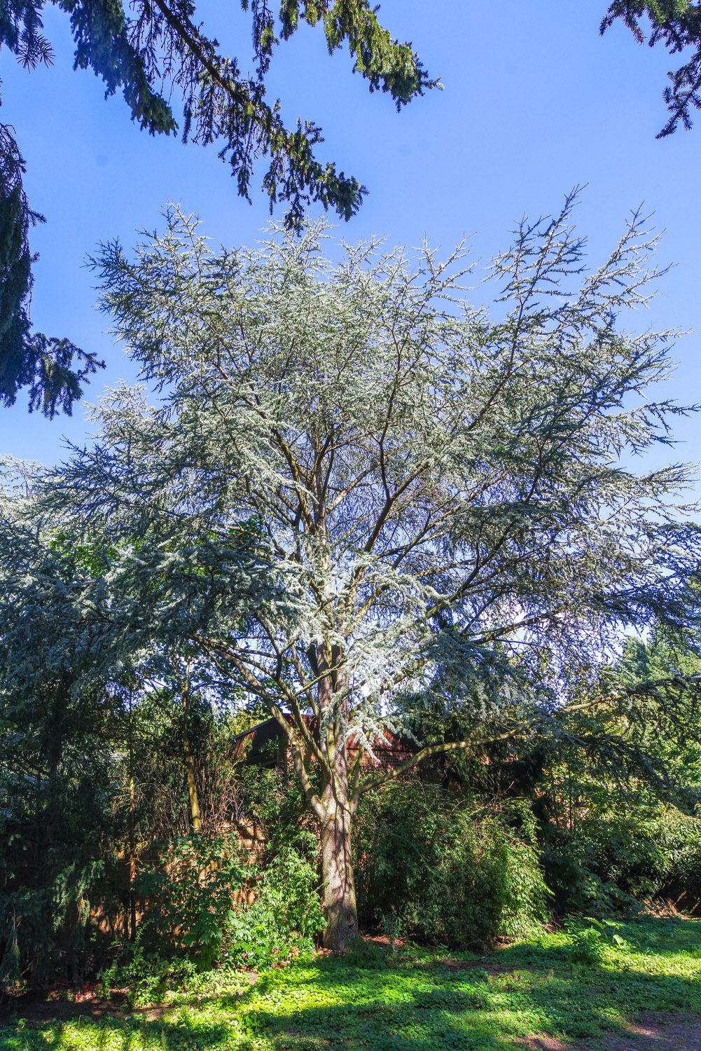 Cedrus atlantica 'Glauca' - Berlin-Tempelhof - September 2023