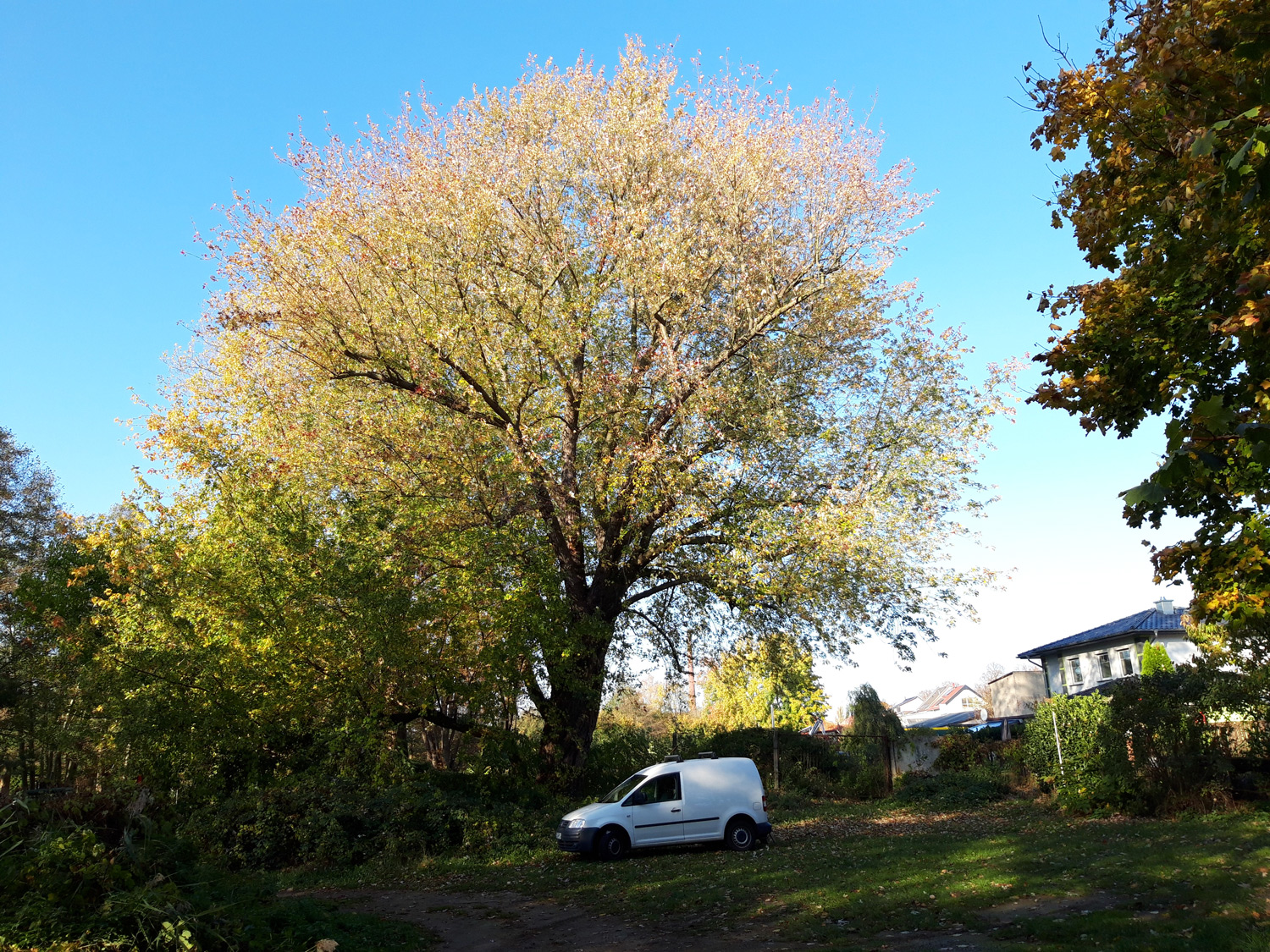 Acer saccharinum - Fürstenwalde - Sept. 2023