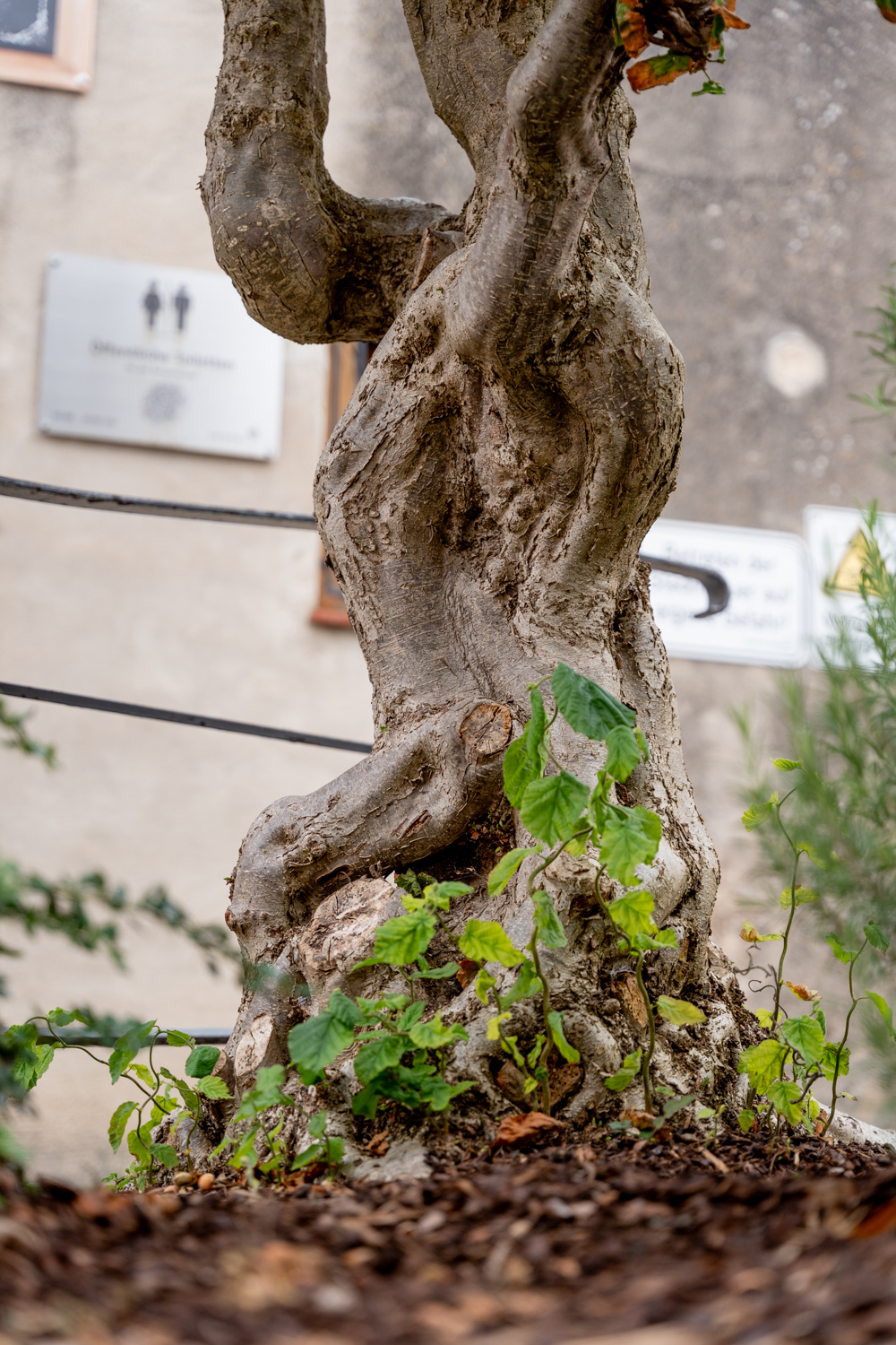 Corylus avellana 'Contorta' - Nördlingen - Oktober 2023