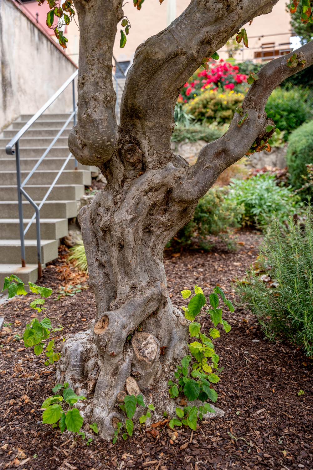 Corylus avellana 'Contorta' - Nördlingen - Oktober 2023