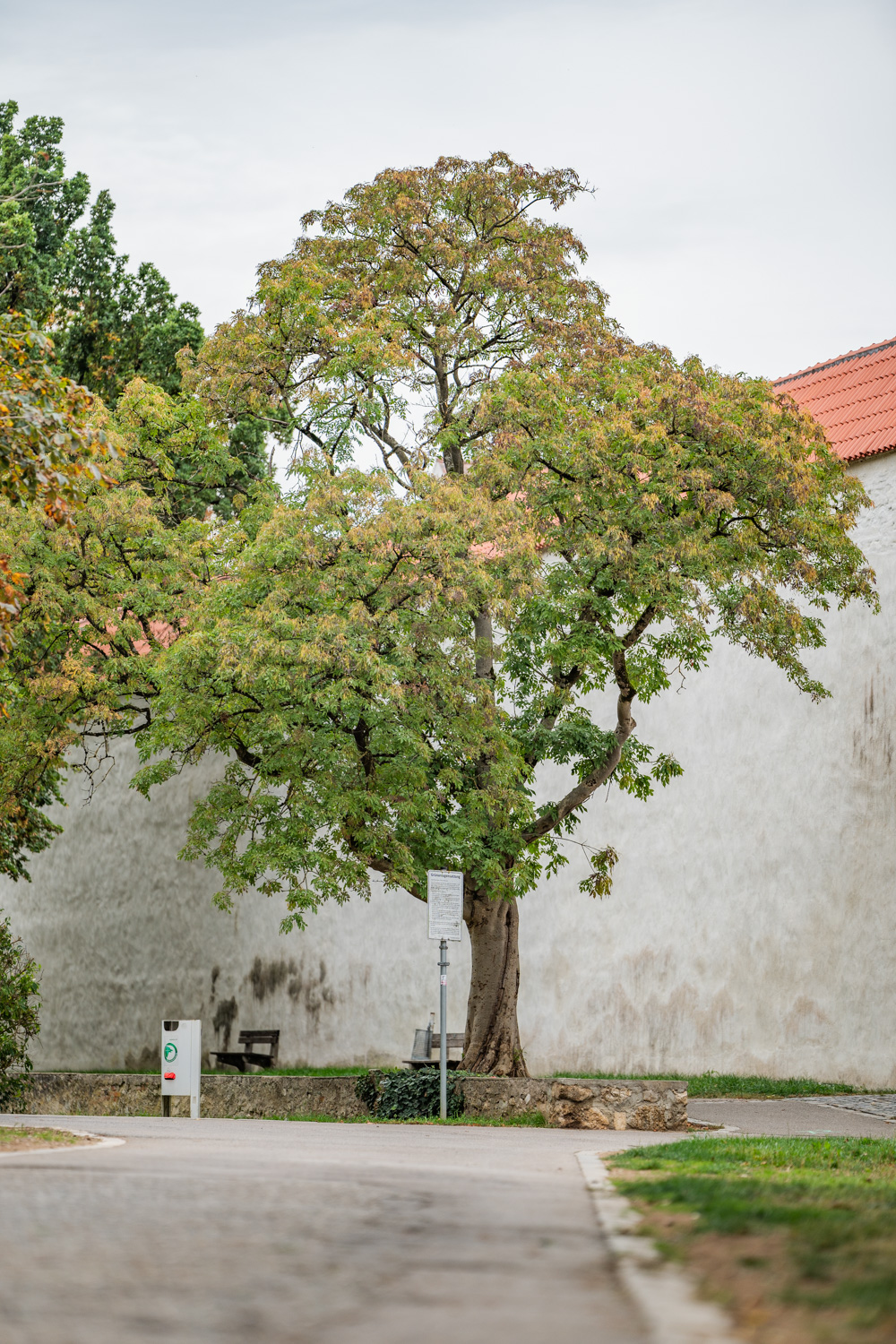 Fraxinus ornus - Nördlingen - Oktober 2023