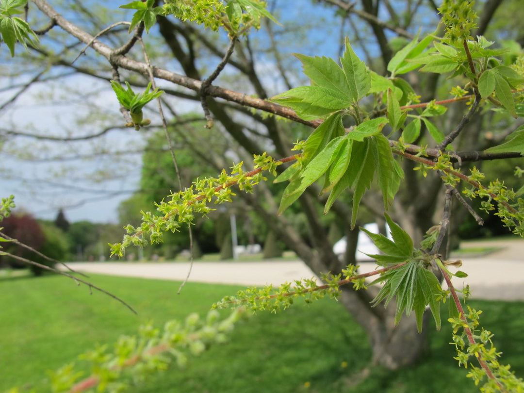 Acer maximowiczianum - Dresden - April 2014