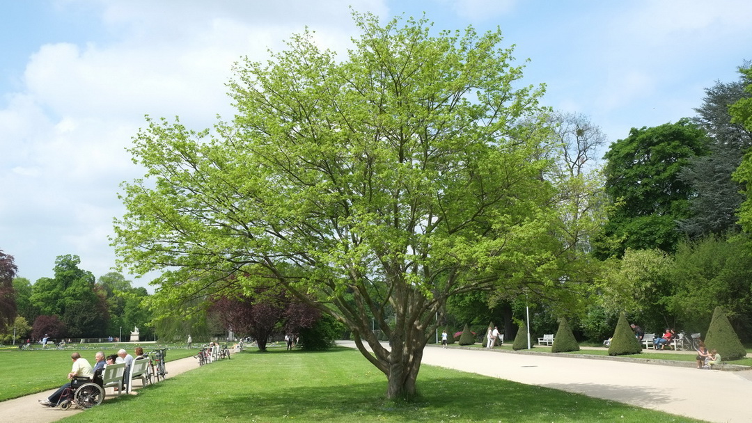 Acer maximowiczianum - Dresden - Mai 2013