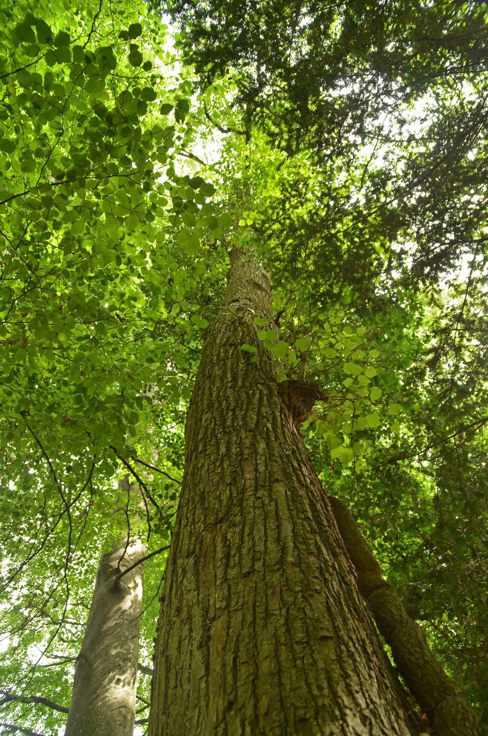 Tilia × europaea - Stuttgart-Hohenheim - Juli 2023