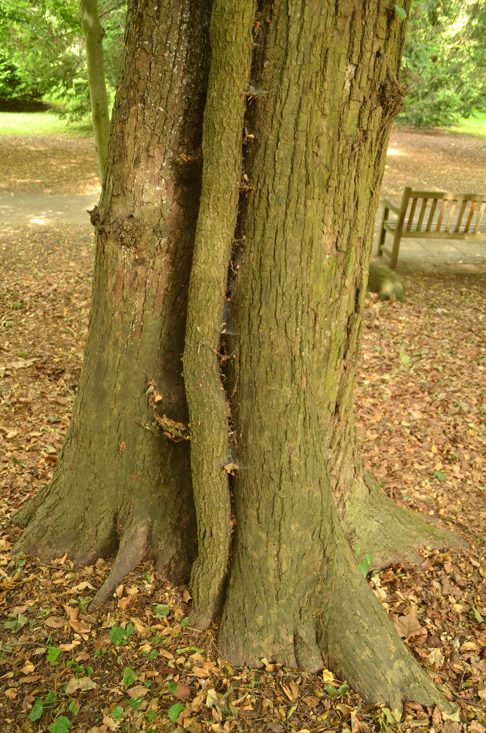 Tilia × europaea - Stuttgart-Hohenheim - Juli 2023