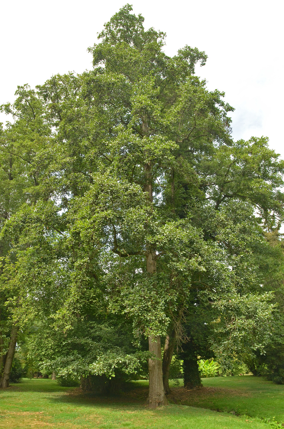 Alnus japonica - Stuttgart-Hohenheim - Juli 2023