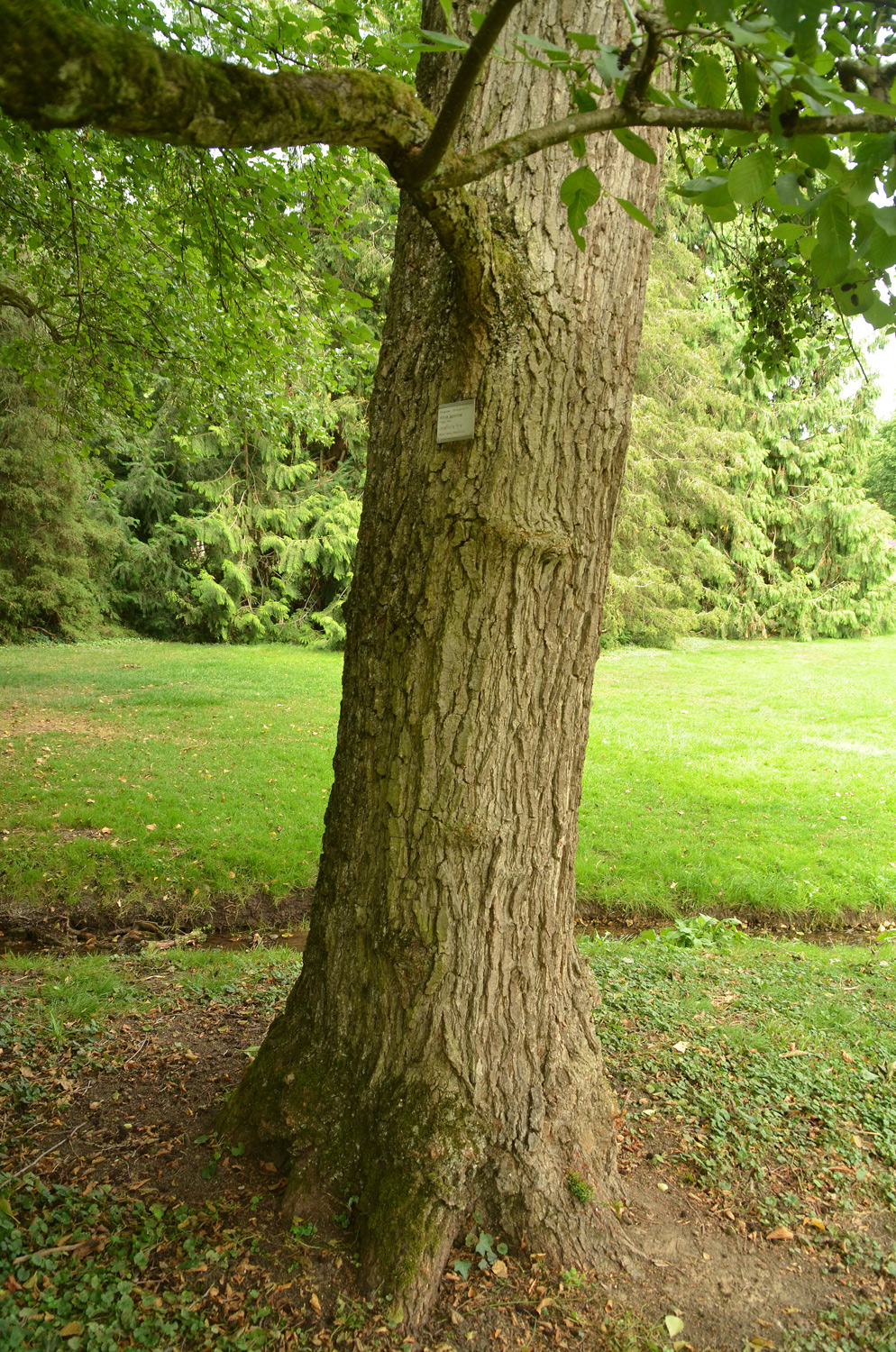 Alnus japonica - Stuttgart-Hohenheim - Juli 2023