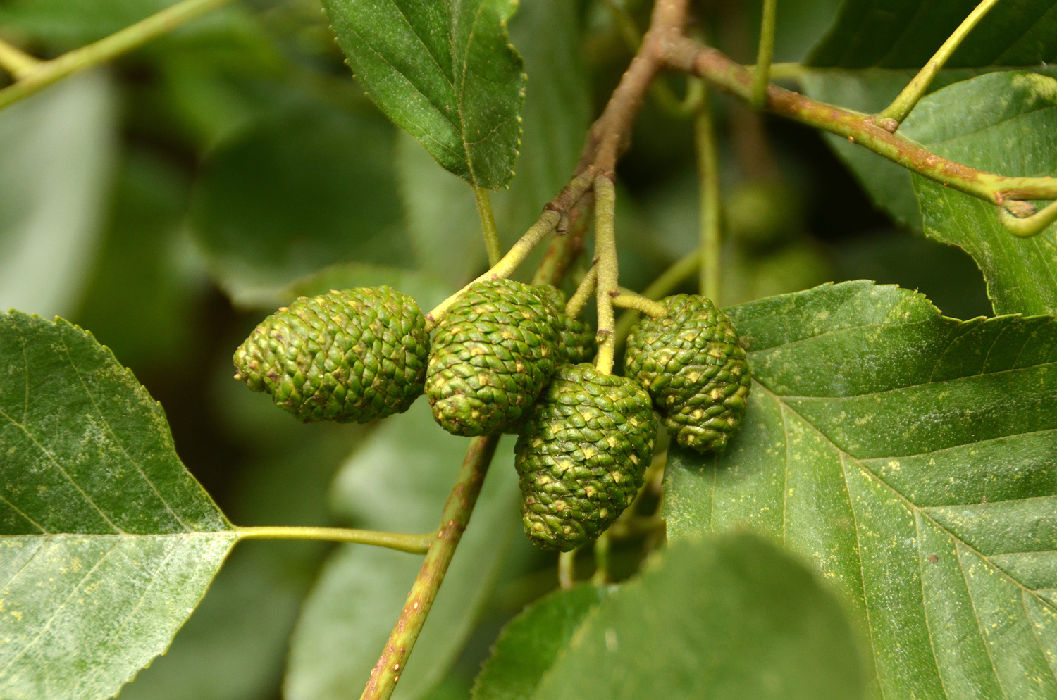 Alnus japonica - Stuttgart-Hohenheim - Juli 2023