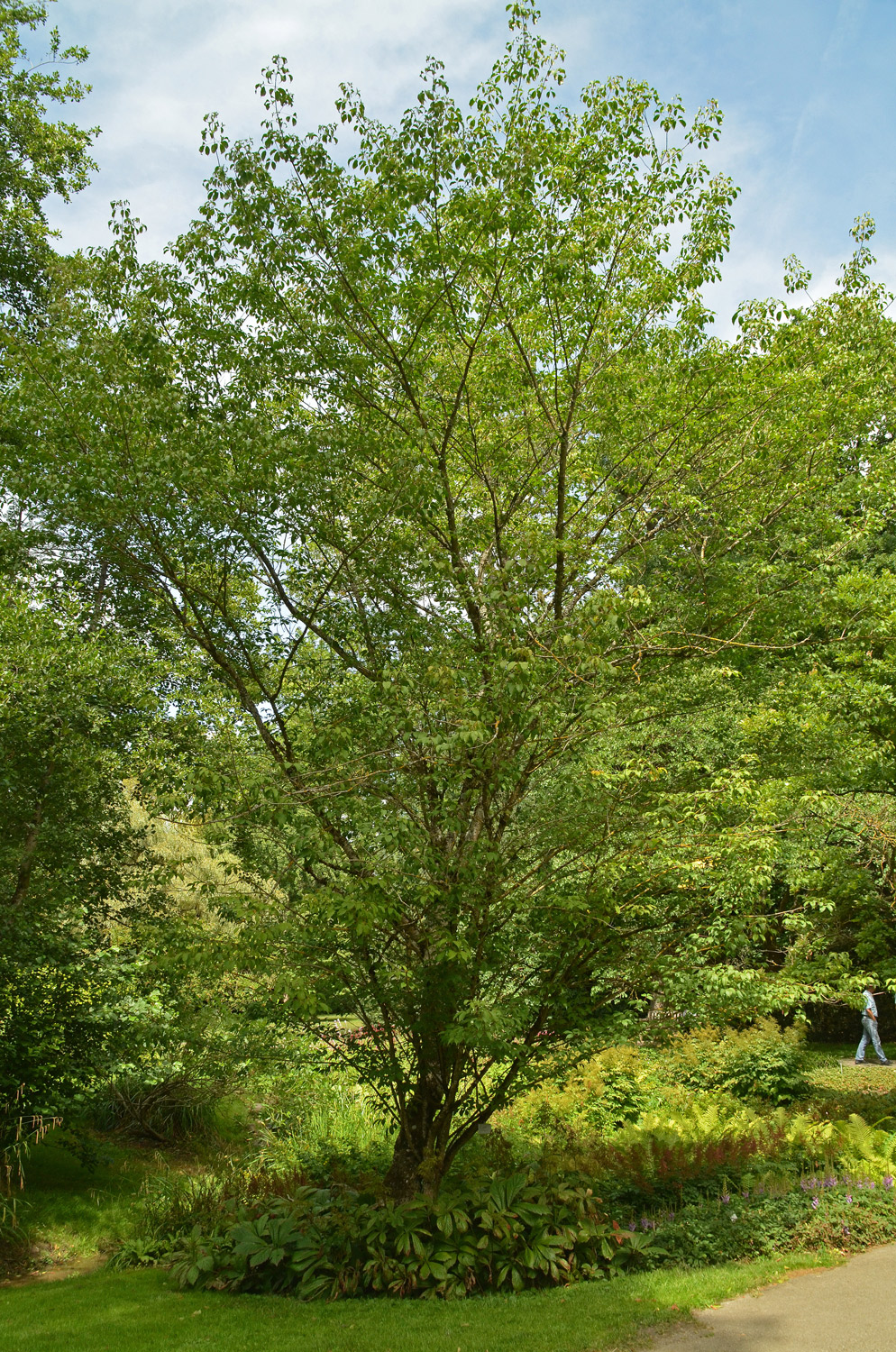 Acer cissifolium - Stuttgart-Hohenheim - Juli 2023