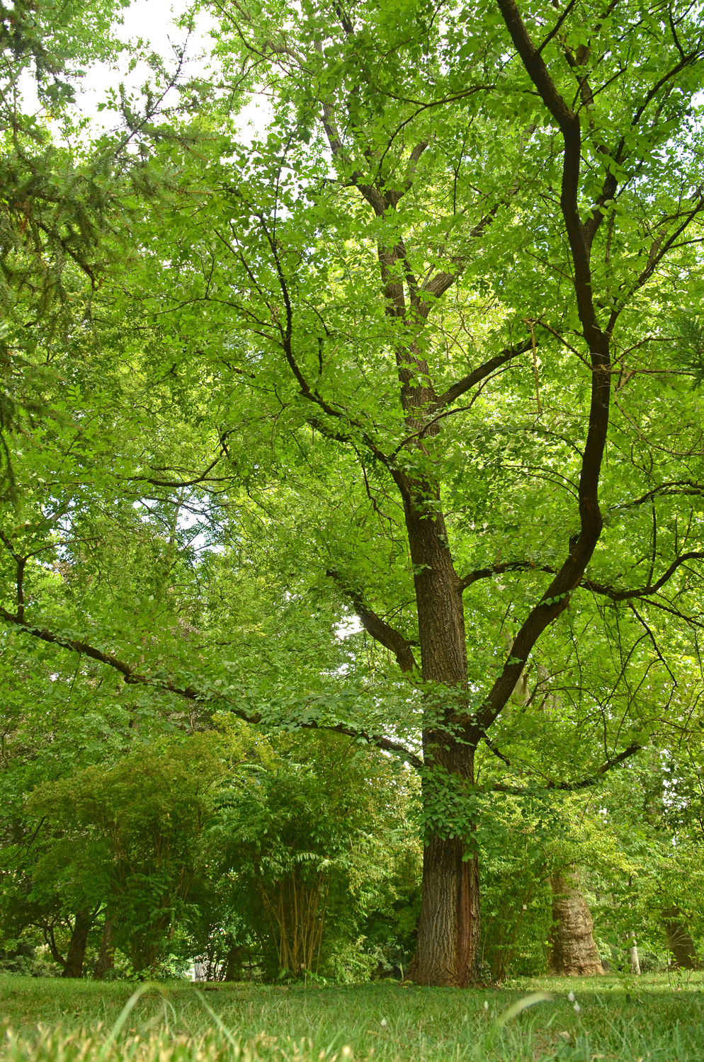 Ulmus 'Recerta' - Stuttgart-Hohenheim - Juli 2023
