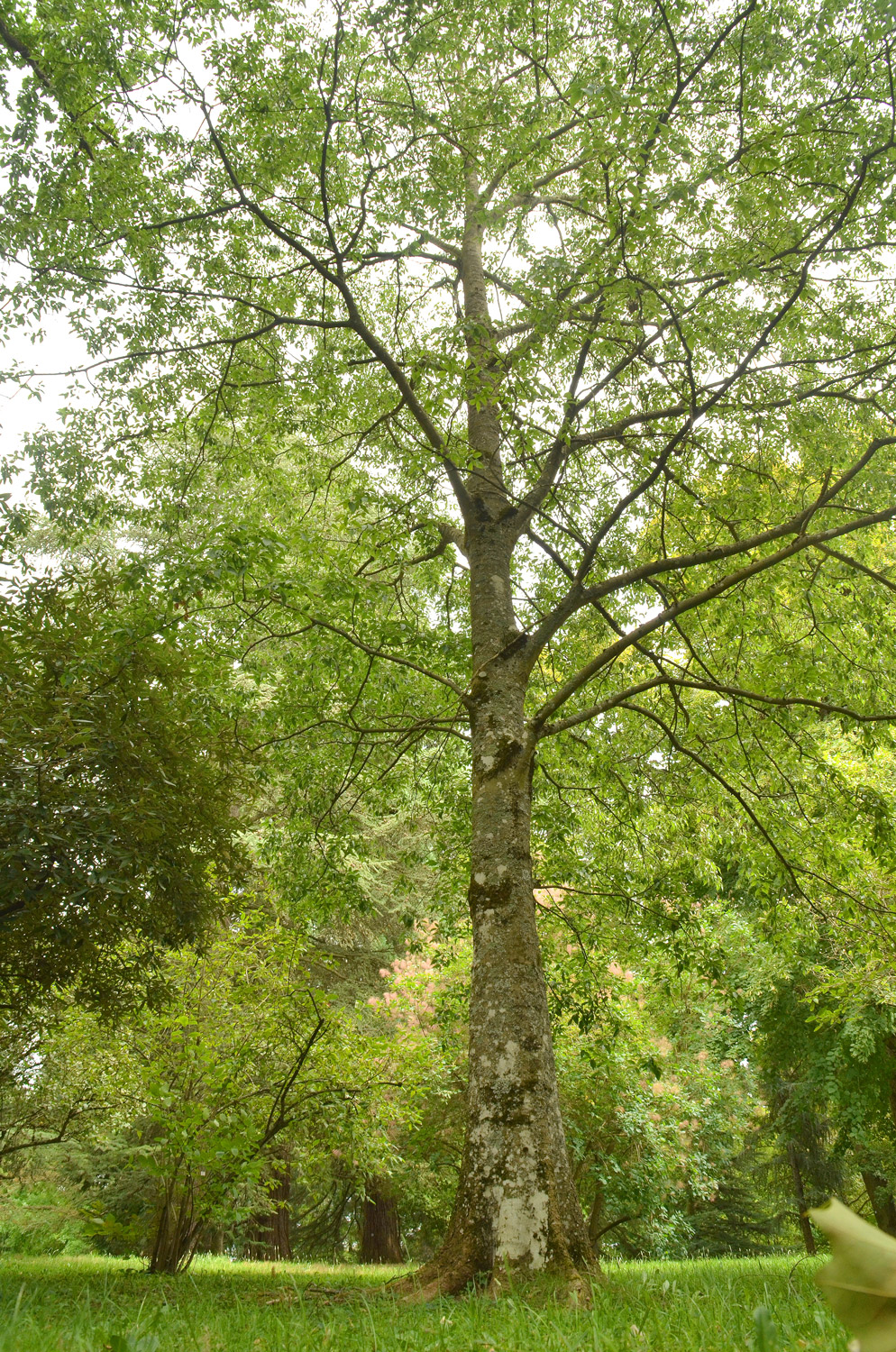 Celtis australis subsp. caucasica - Stuttgart-Hohenheim - Juli 2023