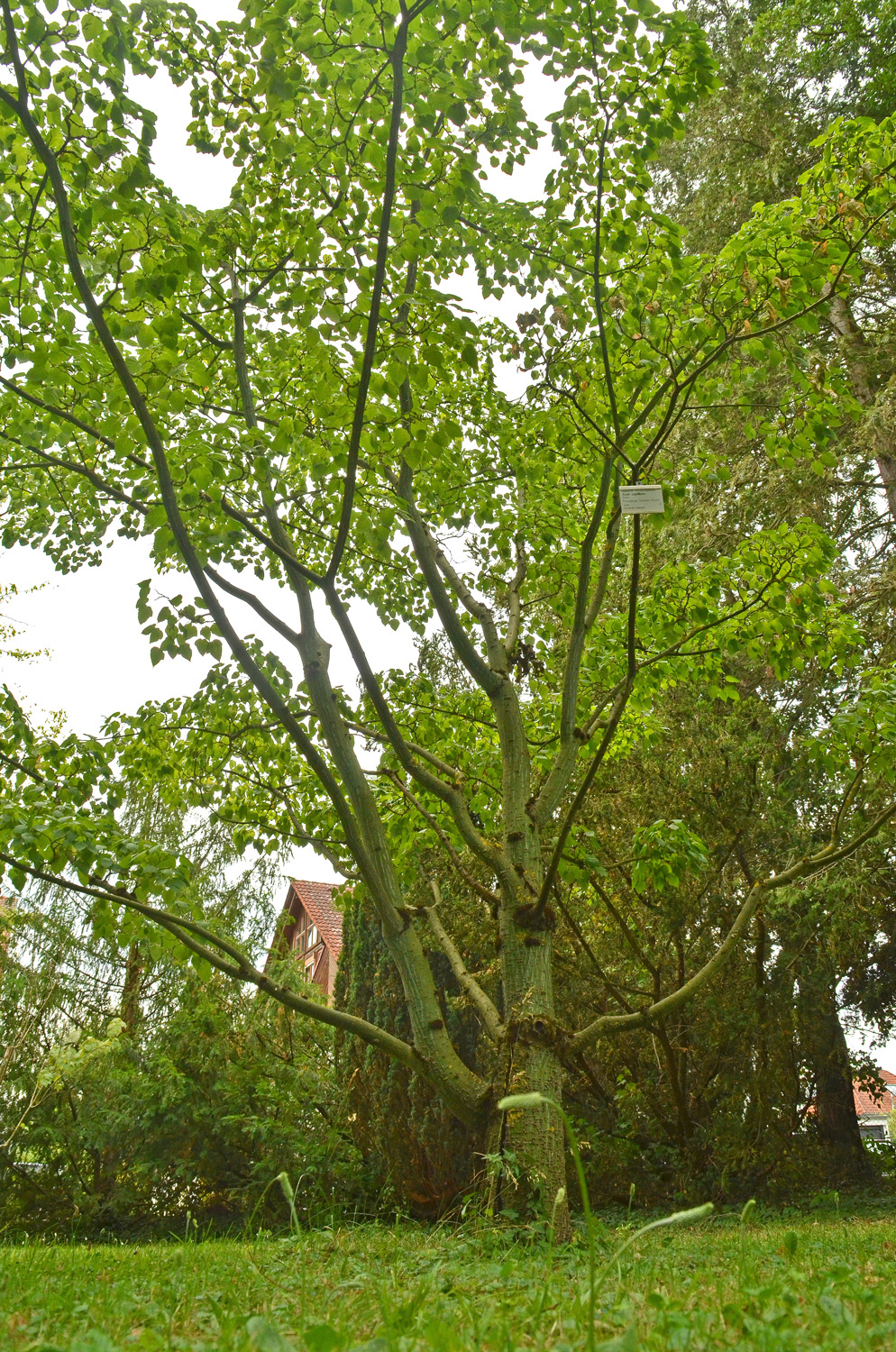 Acer capillipes - Stuttgart-Hohenheim - Juli 2023