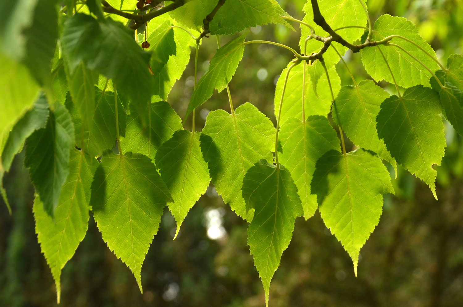 Acer capillipes - Stuttgart-Hohenheim - Juli 2023