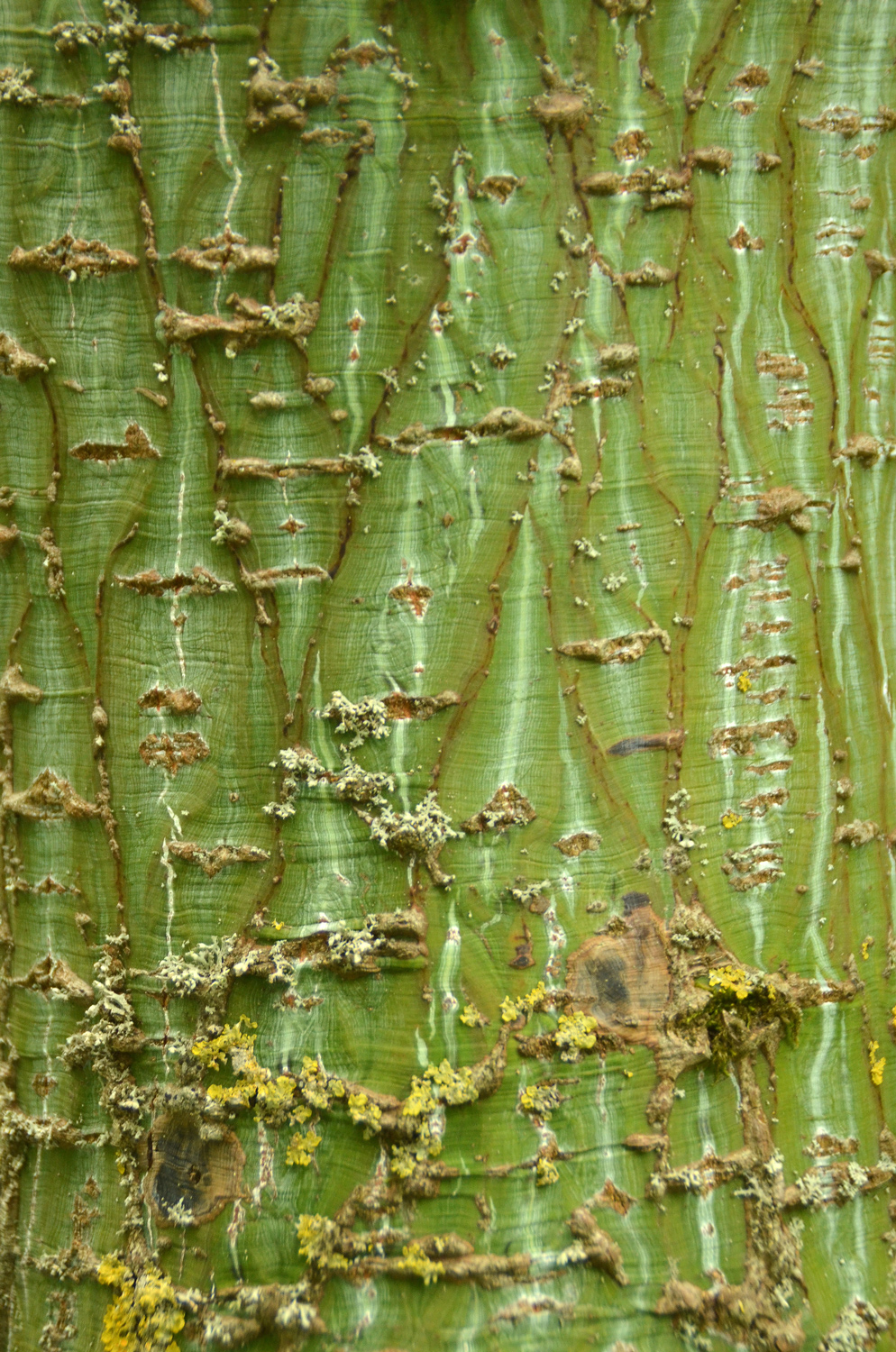 Acer capillipes - Stuttgart-Hohenheim - Juli 2023