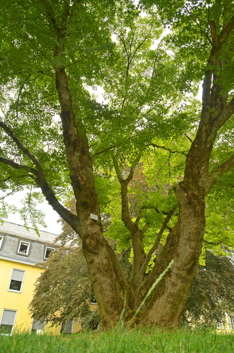 Acer palmatum - Stuttgart-Hohenheim - Juli 2023