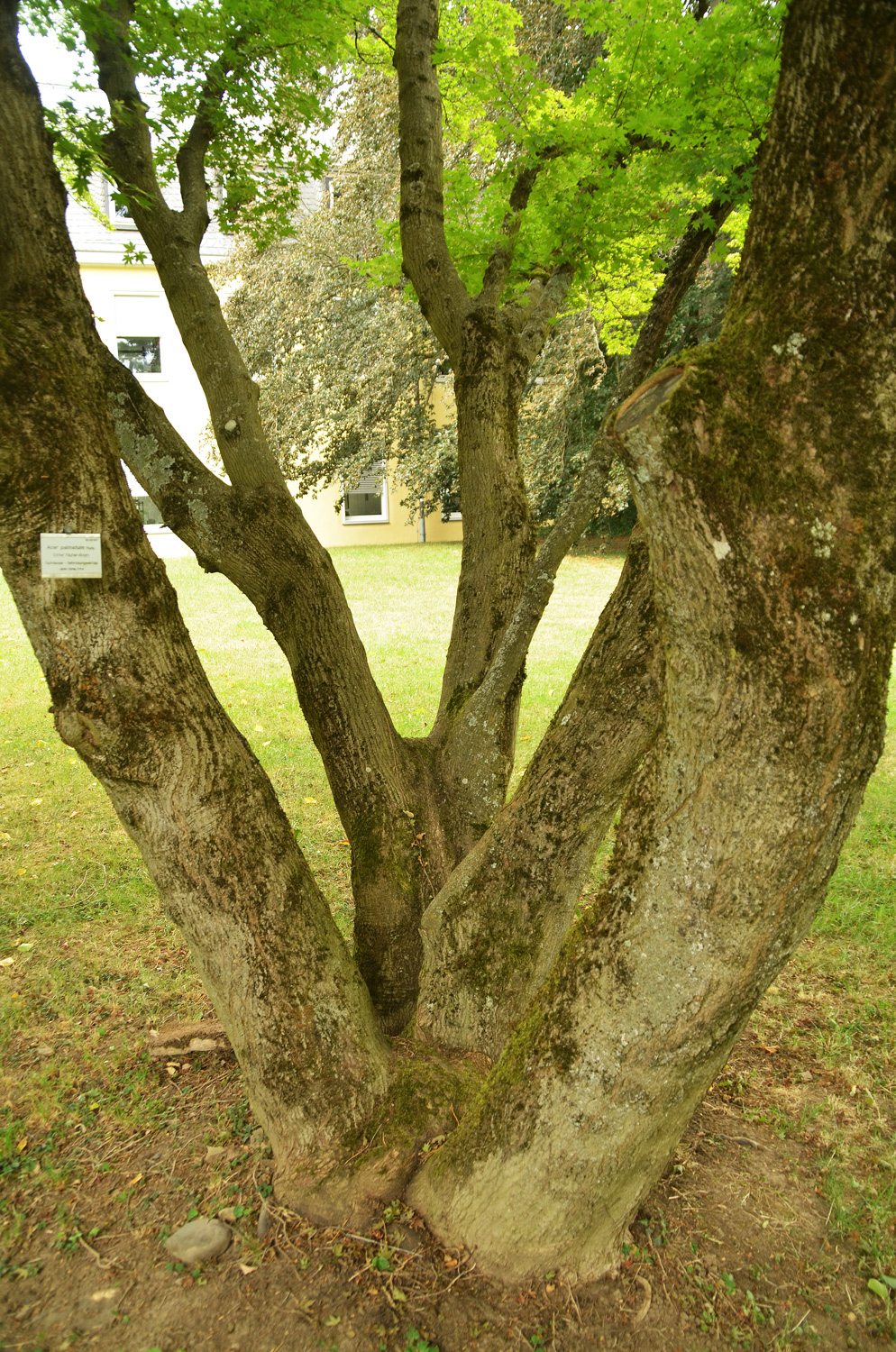 Acer palmatum - Stuttgart-Hohenheim - Juli 2023