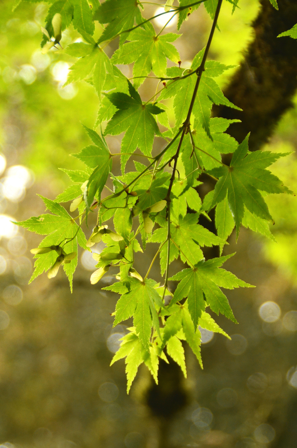 Acer palmatum - Stuttgart-Hohenheim - Juli 2023
