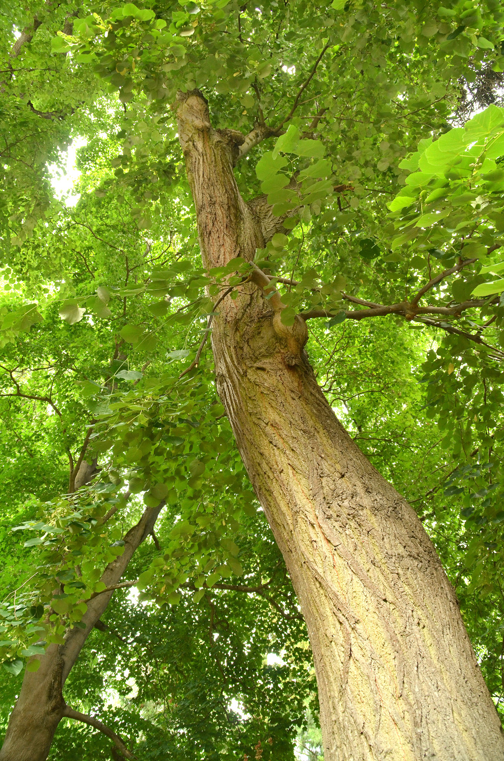 Tilia tomentosa 'Petiolaris' - Stuttgart-Hohenheim - Juli 2023