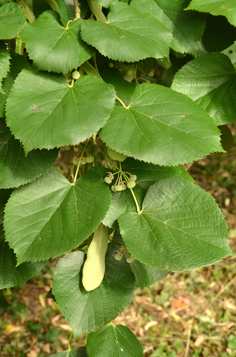 Tilia tomentosa 'Petiolaris' - Stuttgart-Hohenheim - Juli 2023