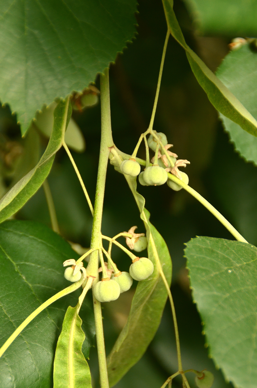 Tilia tomentosa 'Petiolaris' - Stuttgart-Hohenheim - Juli 2023
