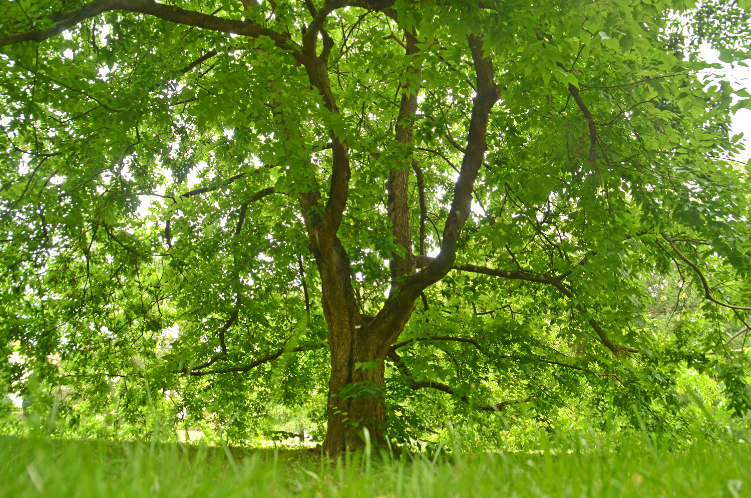 Celtis occidentalis - Stuttgart-Hohenheim - Juli 2023