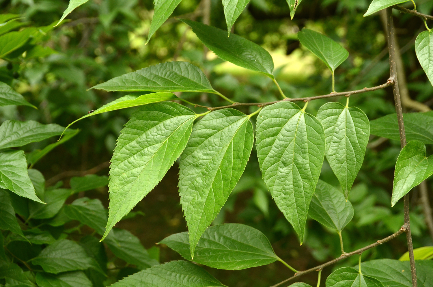 Celtis occidentalis - Stuttgart-Hohenheim - Juli 2023